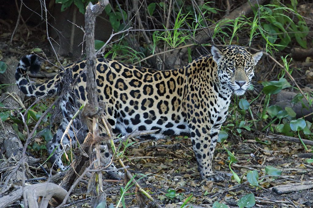 What Is the Best Season to See Jaguars in the Amazon?