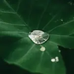 Amazon Rainforest Seasons peru