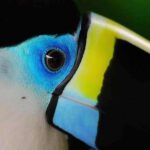 Animals of the amazon Tambopata