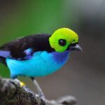 Best Place Visit the Amazon