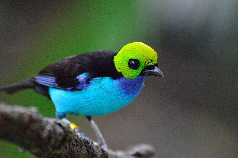 ✨ Best Place to Visit the Amazon: Exploring the Wonders of Peru’s Rainforest 🌳🌊