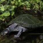 Best Time to the Amazon