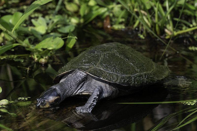 Best Time to Go to the Amazon