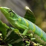 Monkey Lizard Polychrus marmoratus