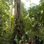 Must Visit Spots in tambopata big tree with tourist near it