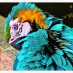 Peruvian Amazon Tours