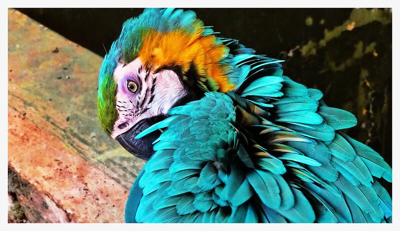 Peruvian Amazon Tours: A Comprehensive Guide to Exploring the Rainforest