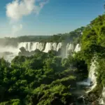 Rainforest and Jungle Difference warter fall in back ground
