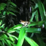 Red eyed Tree Frog best jungle night walk 