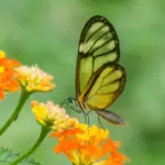 Salapia Glasswing Ithomia salapia 