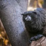 Tamarin Monkeys Saguinus spp in the Amazon