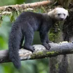 tayra (Eira barbara), an omnivorous mammal from the weasel family native to the Americas Peru on a tree branch