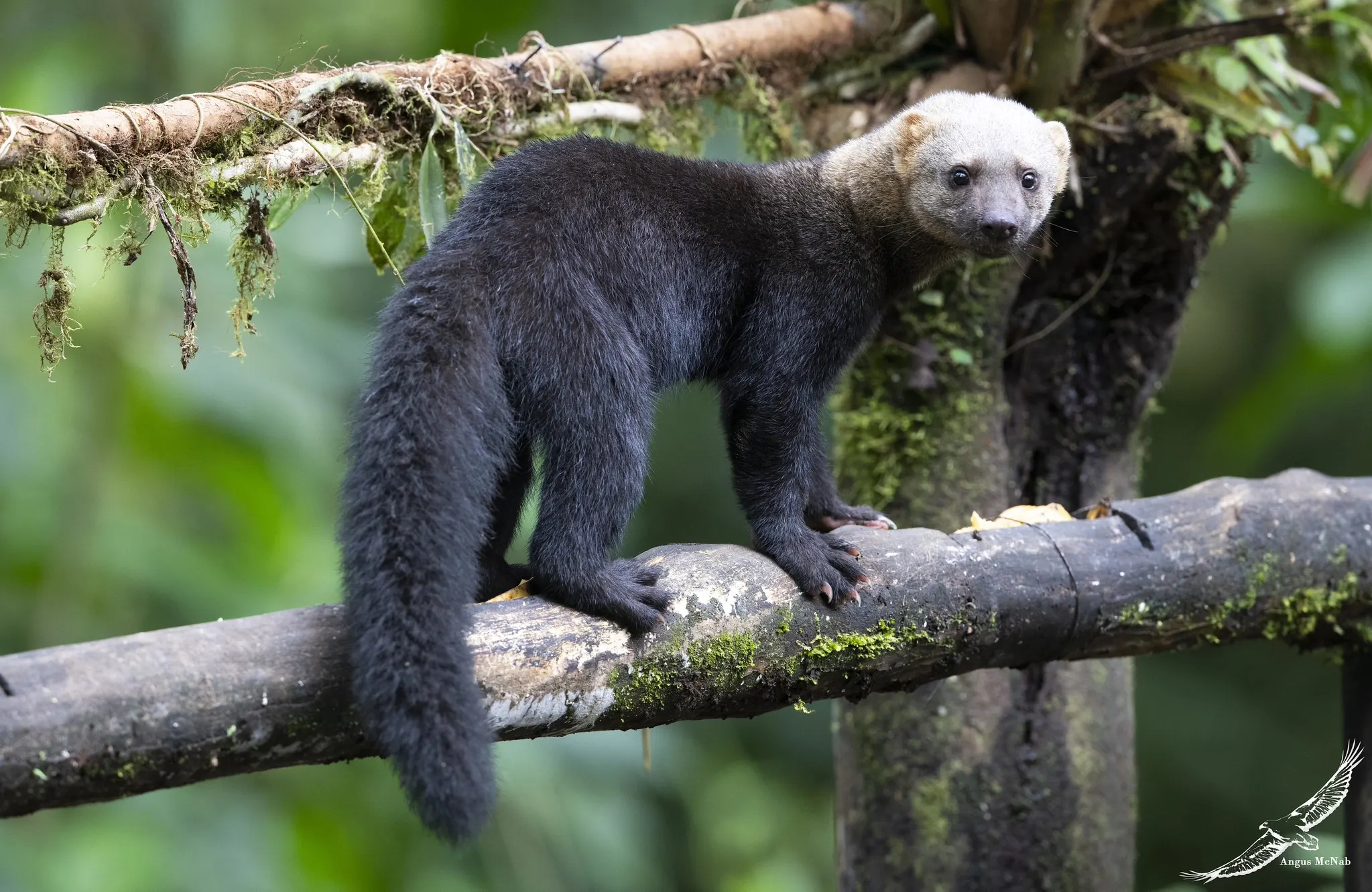 Ultimate Guide to the Tayra (Eira barbara)