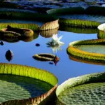 Victoria amazonica 