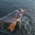 (post) Amazon River Dolphin: The Enigmatic Pink River Guardian