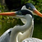 animals of the amazon