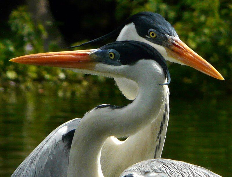 🐾 Animals of the Amazon: A Deep Dive into the Rainforest’s Wild Inhabitants