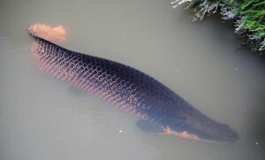 Air Pima Fish Arapaima: The Giant Air-Breathing Predator of the Amazon