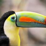 best place for jungle in south america