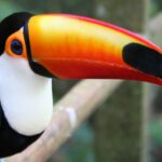 bird toucan