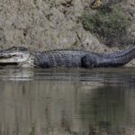 (post) The Black Caiman: A Comprehensive Guide to South America's Apex Predator
