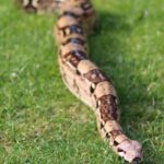 (post) The Ultimate Guide to Boa Constrictors