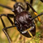 (post) The Bullet Ant: Nature's Most Painful Sting and Its Fascinating World