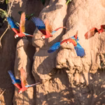 flock of red-and-green macaws (Ara chloropterus) engaging in geophagy, or clay-eating, at a clay lick  cusco rainforest tour