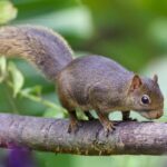 (post) Dwarf Squirrel: Nature’s Smallest and Most Surprising Rodents