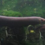 (post) Electric Eel: Nature's Living Battery