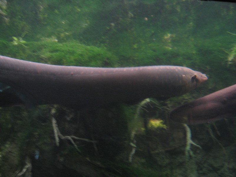 Electric Eel: Nature’s Living Battery