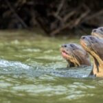 (post) Giant Otter: The River Wolf of the Amazon