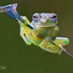 (post) The Fascinating World of the Glass Frog