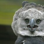 (post) Harpy Eagle: The Apex Predator of the Rainforest Skies