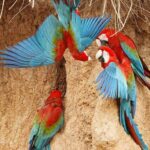 macaws eat clay