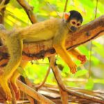 monkey squirrel Amazon