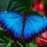 (post) Blue Morpho ButterflyBlue Morpho Butterfly: Nature's Shimmering JewelBlue Morpho Butterfly