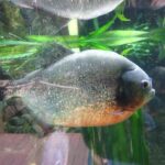 piranhas fish