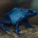 poison dart frog blue