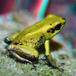 poison dart frog golden