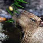 (post) Capybara