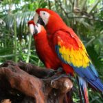 scarlet macaw