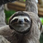 sloths