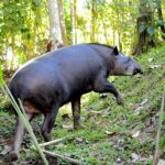 (post) Tapir: The Gentle Herbivore of the Tropics