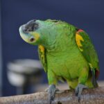 the andes mountains amazon river and lima