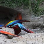 things to do in amazon