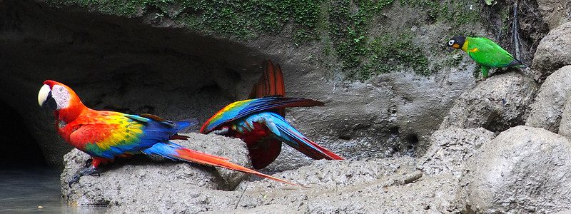 things to do in amazon