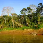 things to do in tambopata Tree with red leaves 