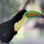 toucan bird
