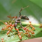 (post) Army Ants: The Swarming Superorganisms of the Insect WorldArmy Ants